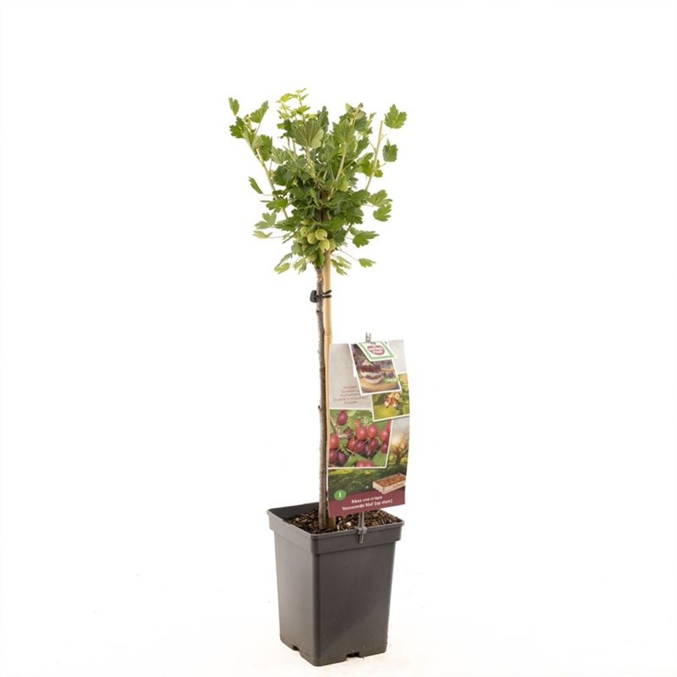 Ribes u.-c. Hinnonmäki Röd - 60 CM Stem C5